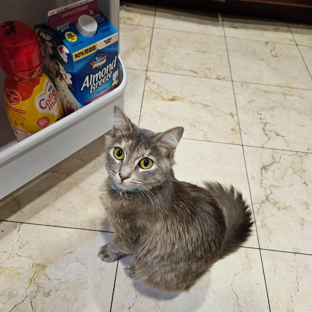 Meet your Posher, Harper